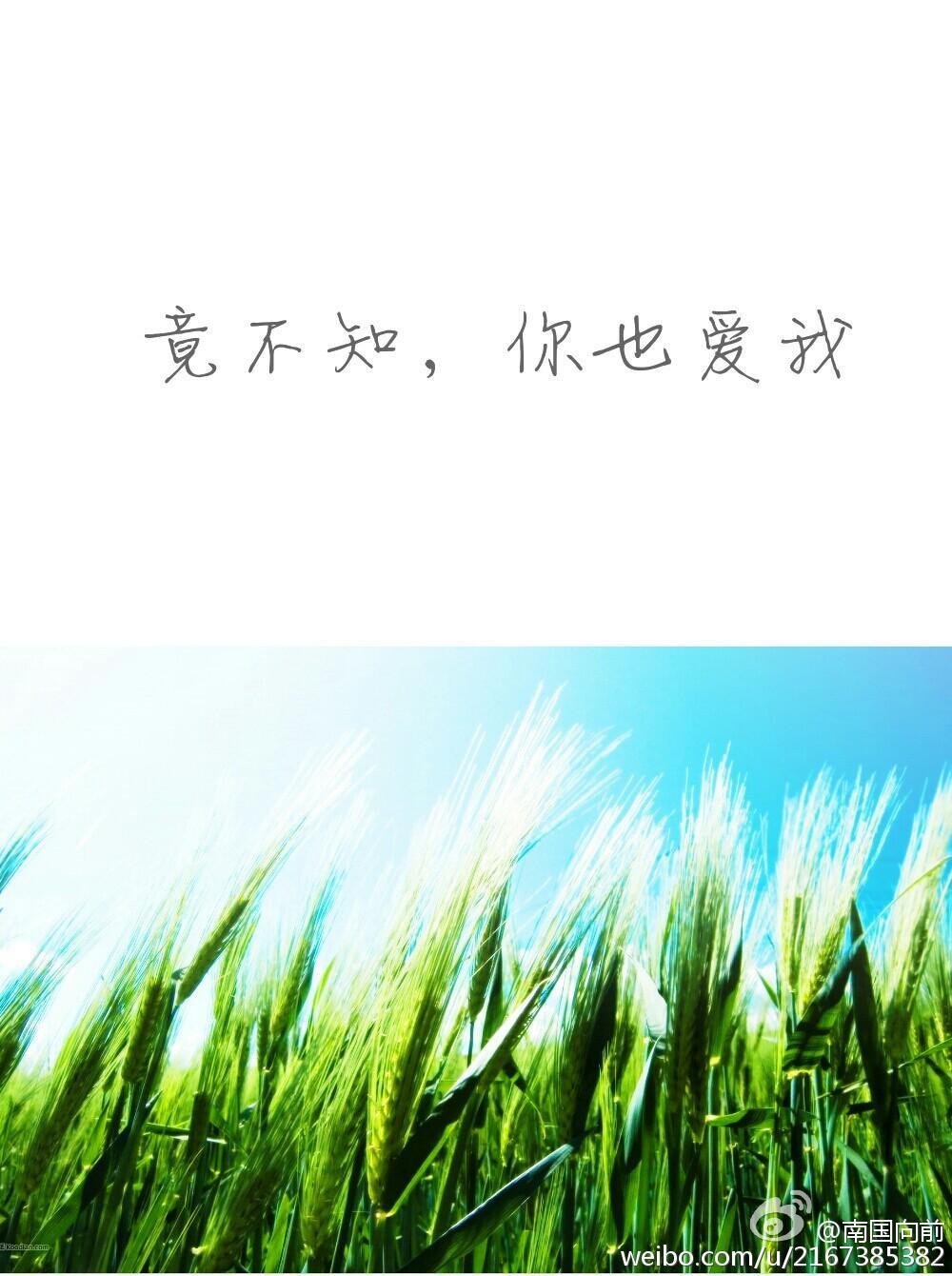 竟不知你也爱我封面