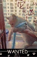 海苔被猫吃了封面