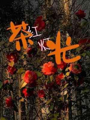 茶红灯光封面