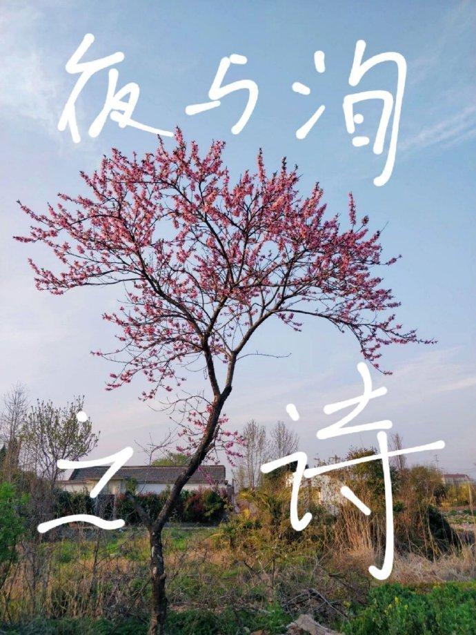 夜与洵之诗封面