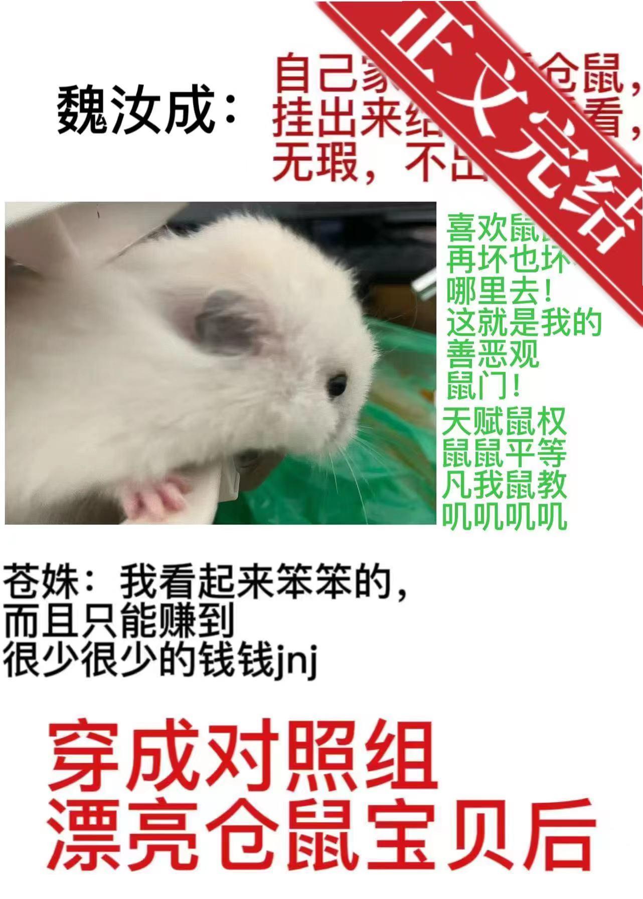 穿成对照组漂亮仓鼠宝贝后封面