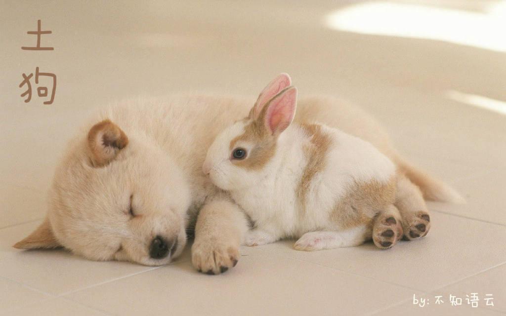 土狗封面