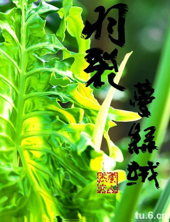 羽裂蔓绿绒封面