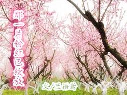 那一片粉红已绽放封面