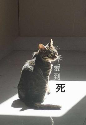 爱到死封面