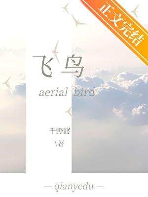 飞鸟封面