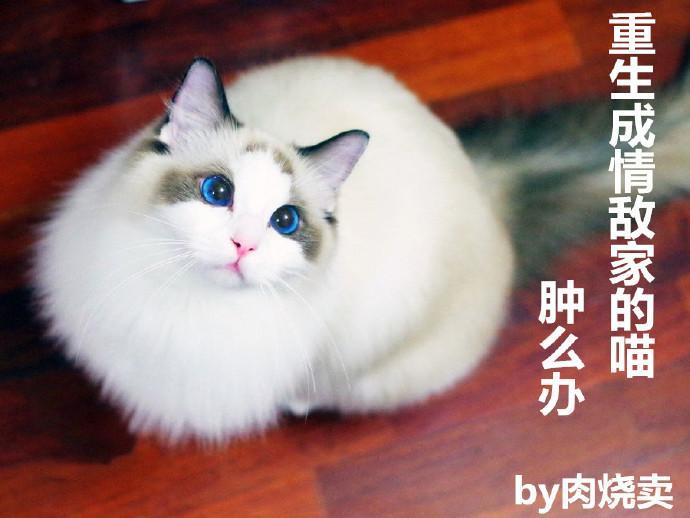 重生成情敌家的喵,肿么办封面