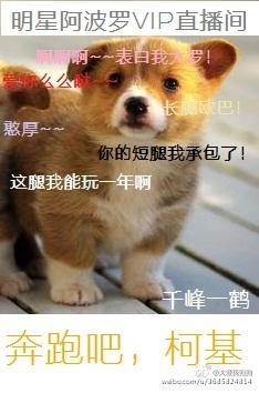 奔跑吧,柯基封面