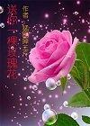 送你一棵玫瑰花封面