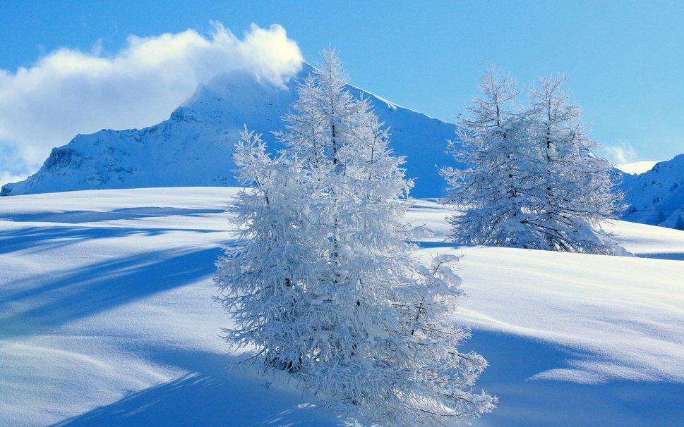 雪莲封面