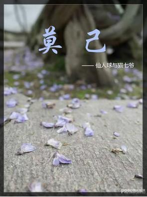 莫己封面