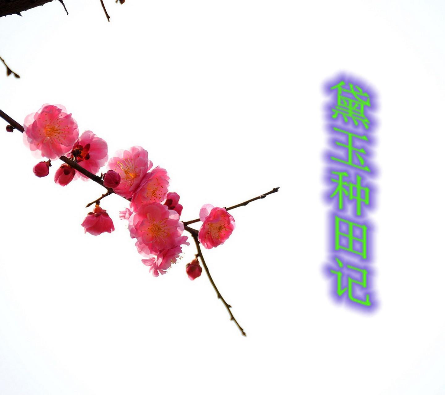 黛玉种田记封面
