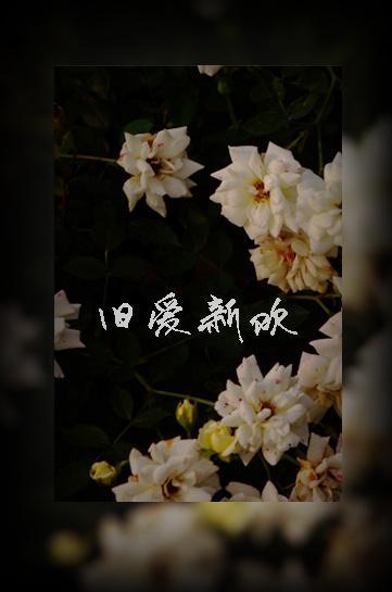 旧爱新欢封面