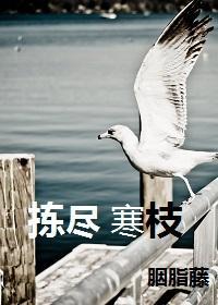 拣尽寒枝封面