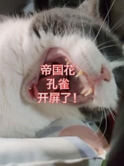 惊!帝国花孔雀竟然开屏了封面